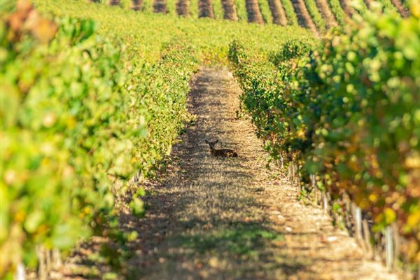 AOP Coteaux du Languedoc - Pézenas Hérault