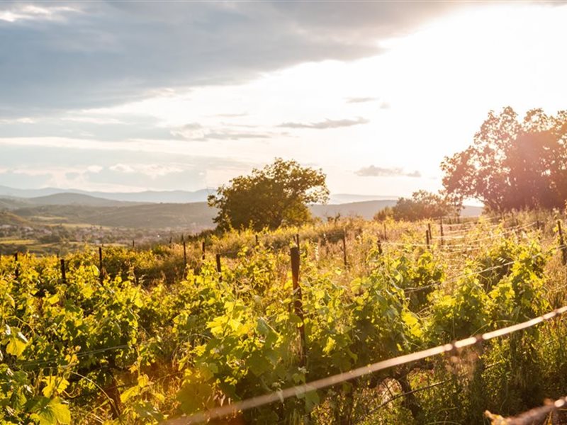 Activités et événements à l'automne à Pézenas dans l'Hérault 